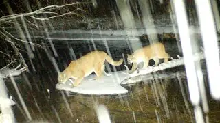 Two Mountain Lions Cross the Log