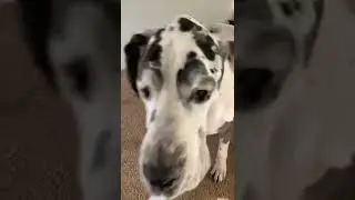 Spider Monkey Playing With Great Dane