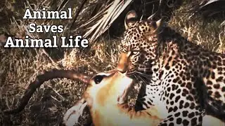 Animals Save Other Animals Life | Animal Video |  P P Production