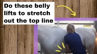 Belly lifts to stretch out top line