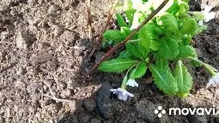 Клематис Пурпуреа Плена Элеганс, деление куста,посадка!