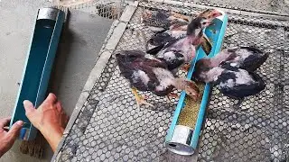 How to make Chicken feed tank with Plastic PVC tube |TV Play Ideas