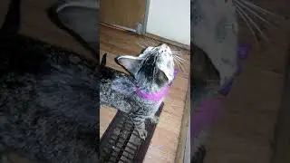 Cat meowing