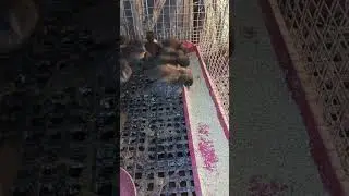 TOUR MINI BACKYARD MGA KAFARMING