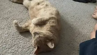 Cat Sleeping While Lying Face Up