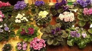 Помыла фиалочки перед выставкой.Washed violets before the show