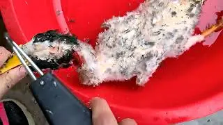 перосъемная машина