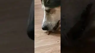 Уникальный пес ( кушает ....)