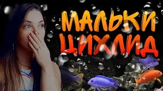 Мальки цихлид в общем аквариуме! Что делать???