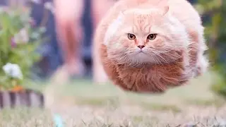 55 Perfectly times cat photos