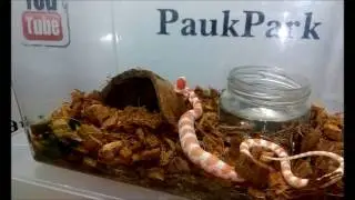 Змея зевает