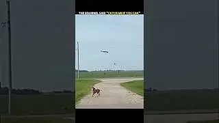 Dog Chases a Squirrel... But This Escape Is Unbelievable! 🐿️🐶 #trending #animals #wildlife #shorts
