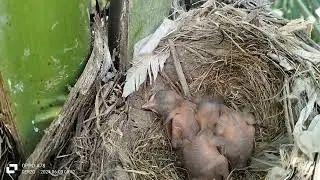 New black birds nest 😍😍😍new 03 Chicks 🐥🐥🐥