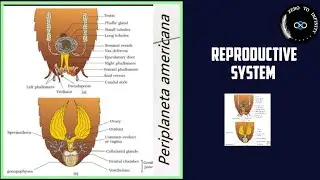 Cockroach Reproductive System |Class 11th|NCERT|NEET
