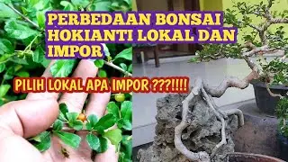 CARA MEMBEDAKAN BONSAI HOKIANTI LOKAL DAN IMPOR