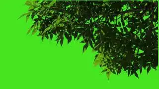 Tree falling with plants effect green screen kinemaster 4 | Tree effect template Vide | 