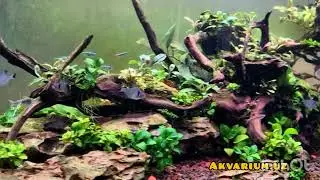 @akvarium@akvariumbaliqlari@aquarium@aquascape