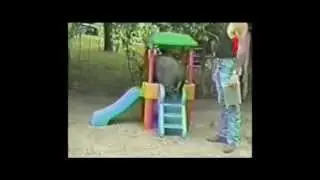 Funny Animals Videos. Самые лучшие приколы c животными #13