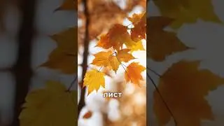 Каждый лист это твое прошлое #Крылатыефразы #афоризм #афоризмы #крылатые фразы #мудрые слова