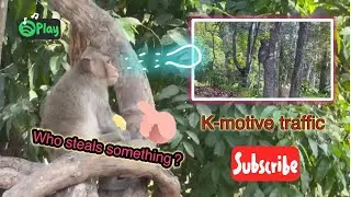 Normally family monkey in the forest…#family #monkey05 #animals