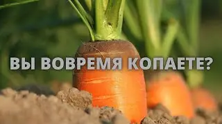 А ВЫ вовремя копаете морковь?