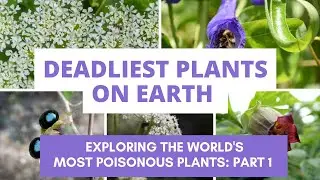 Deadliest Plants on Earth: Exploring the World's Most POISONOUS PLANTS Part 1