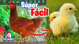 Como sacar Pollitos de las Gallinas Ponedoras 🐤 Reproducir Gallinas Ponedoras en casa - Muy Facil