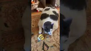 Patches, The 40-pound cat