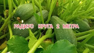 Первый урожай 2024 год *НА КРУГЕ РАДИУСОМ 2 МЕТРА* где посажено 4 кабачка и 28 картофельных кустов.