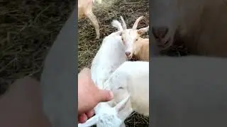Козы- феерия эмоций на ферме! 🌟🐐😂