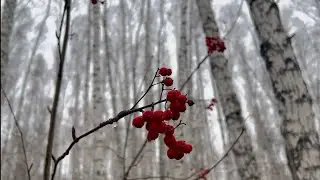 Собственный лес за забором