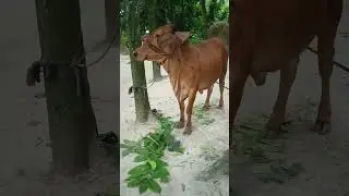 কোরবানির গরু #shorts