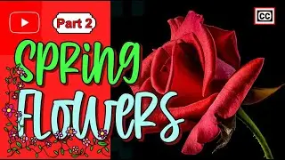 ☘️The Spring Flowers Preview Shorts Pt.2
