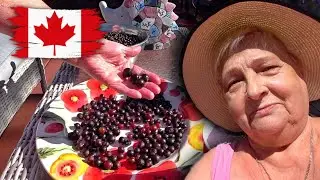 Збір чорної смороди з нашого саду та її заготовка на зиму