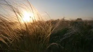 kovyl 2 (footage 4k)