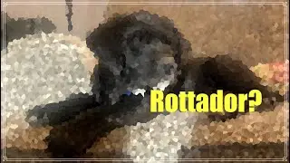 Rottador. We got a new puppy.