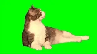 Funny Cat Mouse Green Screen Sans Undertale