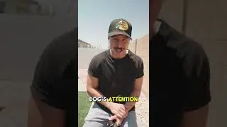 HOW TO PROPERLY FIT an E-Collar on Your Dog | Step-by-Step Guide