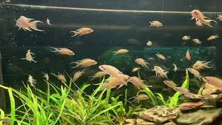 Принцесса Бурунди / Neolamprologus brichardi