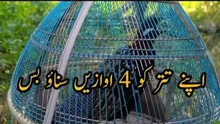 Beautiful voice of black Francolin kalayteetar ki awaz Kala teetar ki boli Sindhiteetar ki awaz