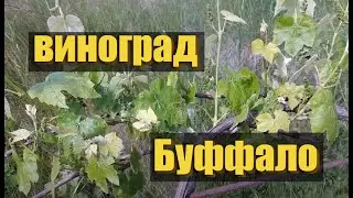 BUFFALO GRAPE. EARLY-MIDDLE VARIETY OF BUFFALO GRAPE.