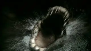 Top 10 Horror Movie Animals