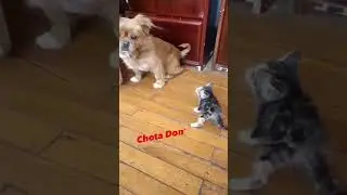 chote biili