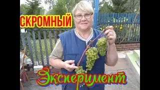 экзотика в Сибири на даче арбуз ,виноград, фундук, каштан.