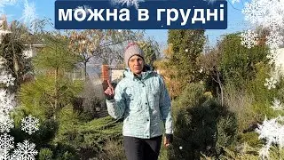 Листя зелене, дощ… коли робити заключну обробку?