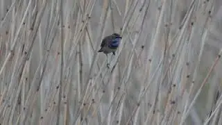 Look who is back! Mijn eerste Blauwborst (Bluethroat) van het jaar.