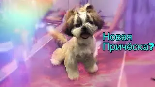 Груминг ( стрижка ) ши-тцу