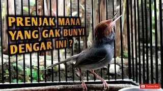 BIKIN PRENJAK EMOSI DAN NGAMUK !!