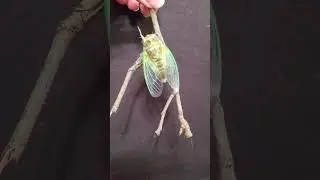 Backyard bug hunt - newly emerged cicada