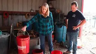 Sprouting Organic Whole Grains For Chicken Feed